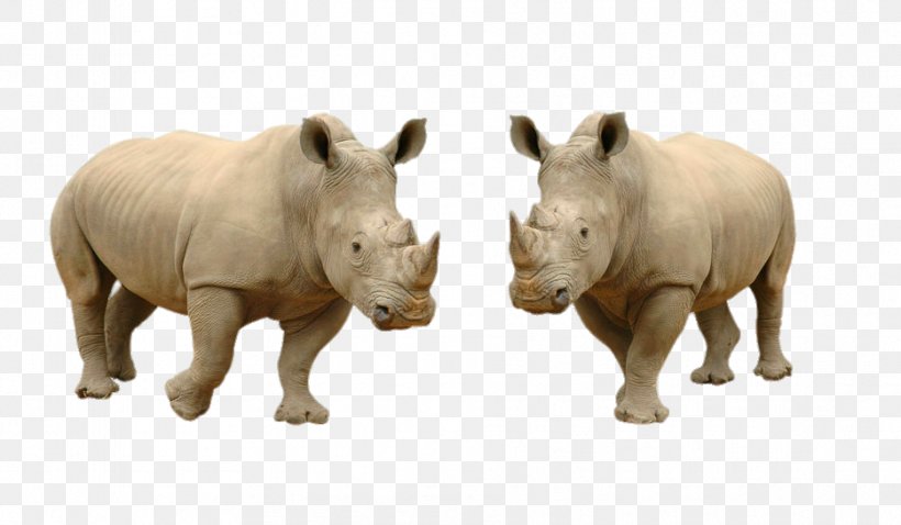 White Rhinoceros Hippopotamus Lion Stock Photography, PNG, 934x545px, Rhinoceros, Elephant, Elephantidae, Fauna, Hippopotamus Download Free