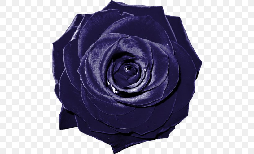 Blue Rose Garden Roses Flower Pink, PNG, 486x500px, Blue Rose, Atom, Blue, Cobalt Blue, Cut Flowers Download Free