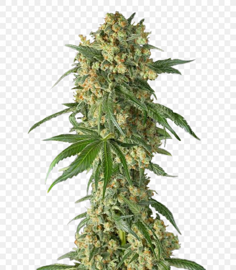 Cannabis Cup Skunk Seed Shark, PNG, 1400x1600px, Cannabis Cup, Afghan Afghani, Award, Cannabis, Hemp Download Free