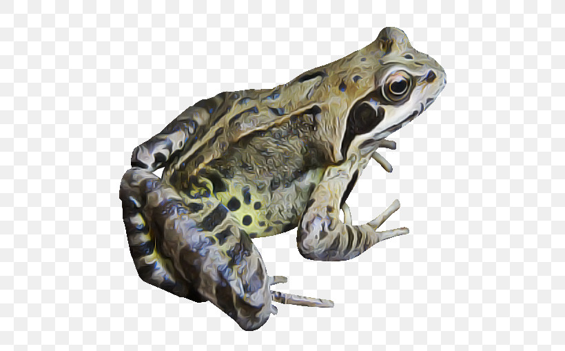 Frog True Frog Toad Bullfrog Northern Leopard Frog, PNG, 532x509px, Frog, Bufo, Bullfrog, Northern Leopard Frog, Toad Download Free