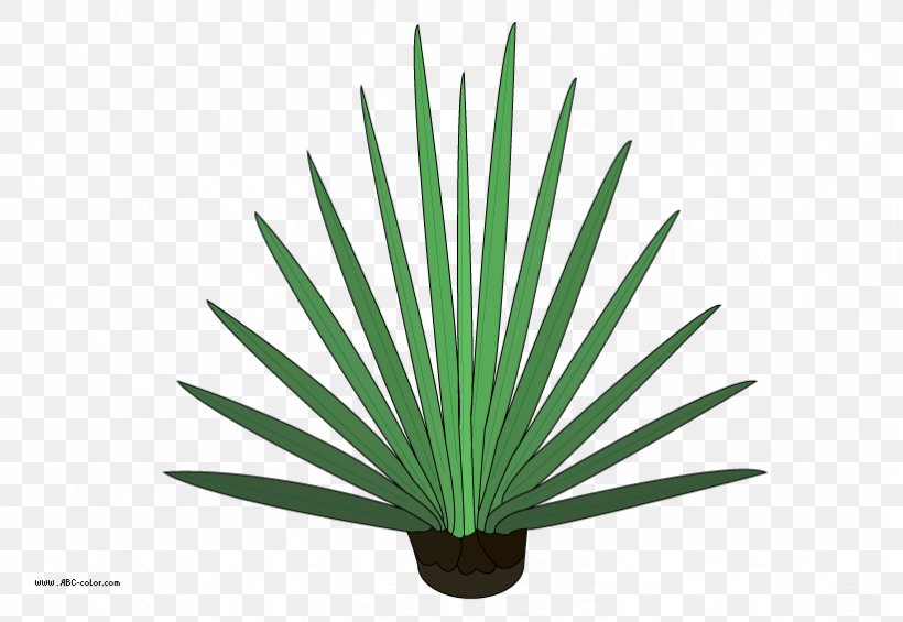 Leaf Drawing Tree Raster Graphics Clip Art, PNG, 822x567px, Leaf, Agave, Arecaceae, Arecales, Bitmap Download Free