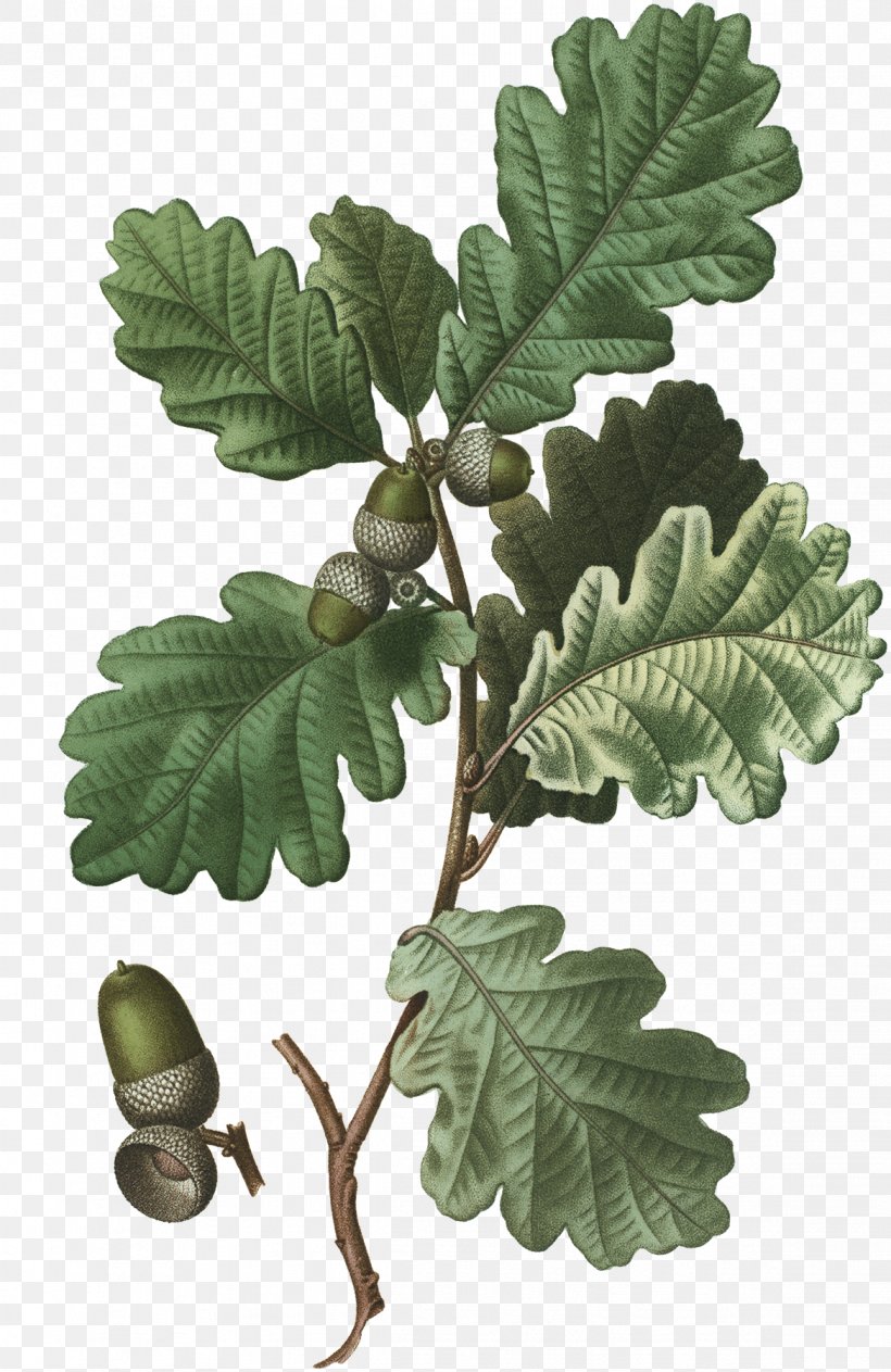 English Oak White Oak Sessile Oak Tree Acorn, PNG, 1168x1800px, English Oak, Acorn, Beech Family, Branch, Chestnut Oak Download Free