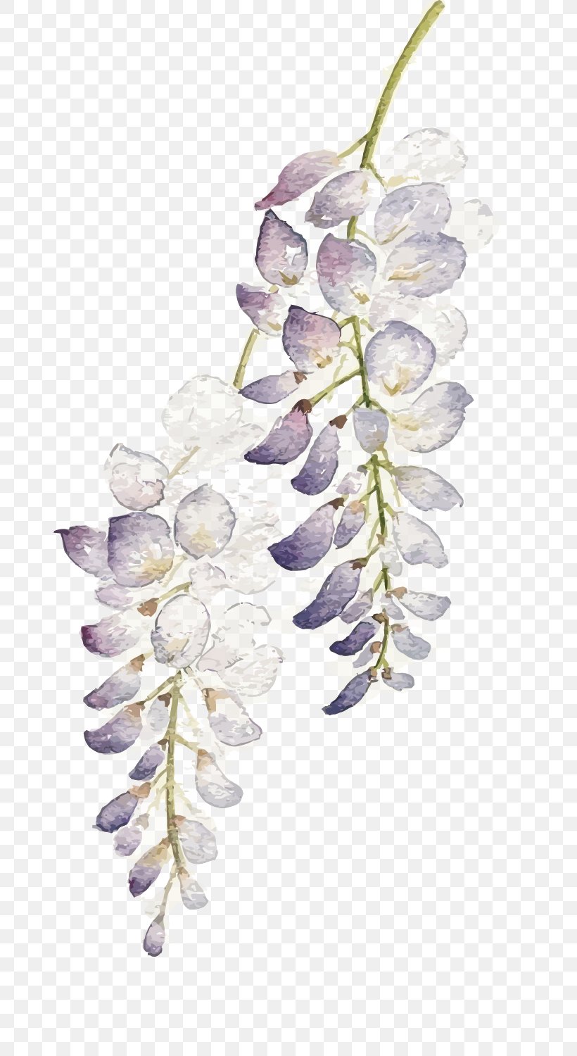 Flower Watercolor Painting Wisteria Floribunda, PNG, 799x1500px