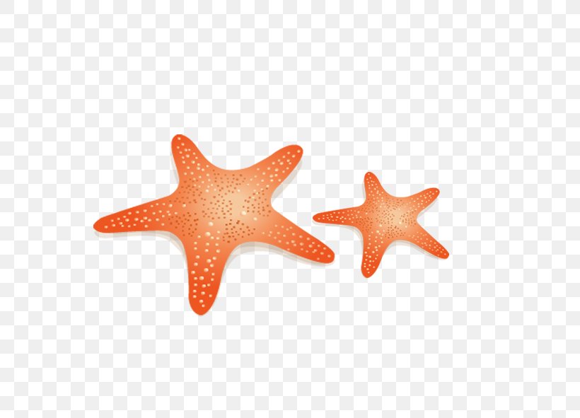 Starfish Euclidean Vector Yellow Benthic Zone, PNG, 591x591px, Starfish, Benthic Zone, Drawing, Echinoderm, Invertebrate Download Free
