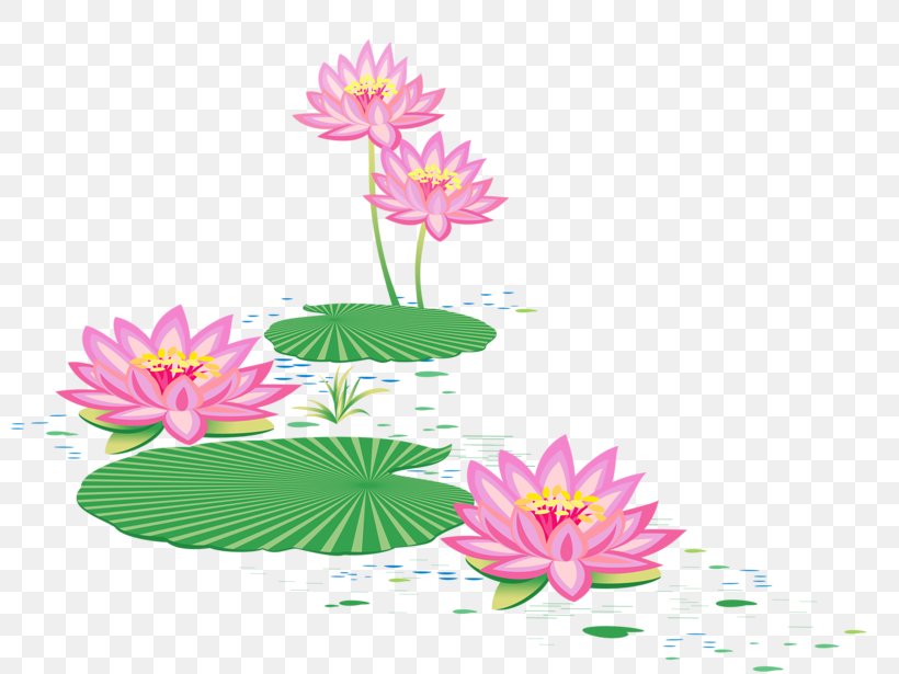Floral Design บัว Sacred Lotus Vector Graphics, PNG, 800x615px, Floral Design, Aquatic Plant, Cartoon, Cut Flowers, Drawing Download Free