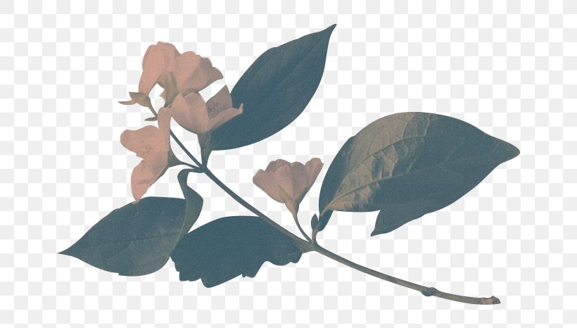 Flower The Hearts We Sold Illusive Ask Me About My Uterus: A Quest To Make Doctors Believe In Women's Pain Floristry, PNG, 700x466px, Flower, Artist, Floristry, Leaf, Plant Download Free