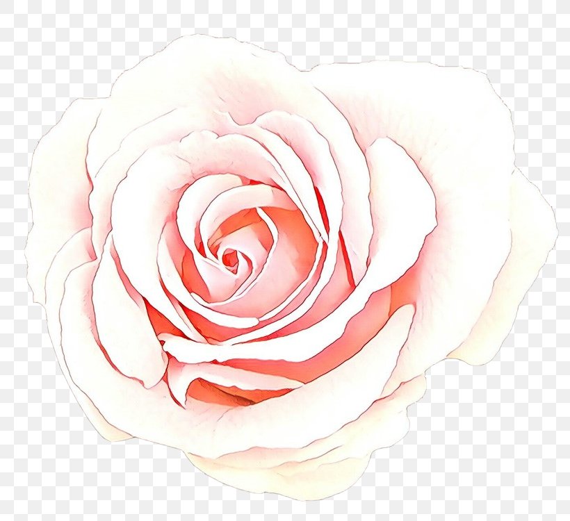 Garden Roses, PNG, 800x750px, Cartoon, Floribunda, Flower, Garden Roses, Hybrid Tea Rose Download Free