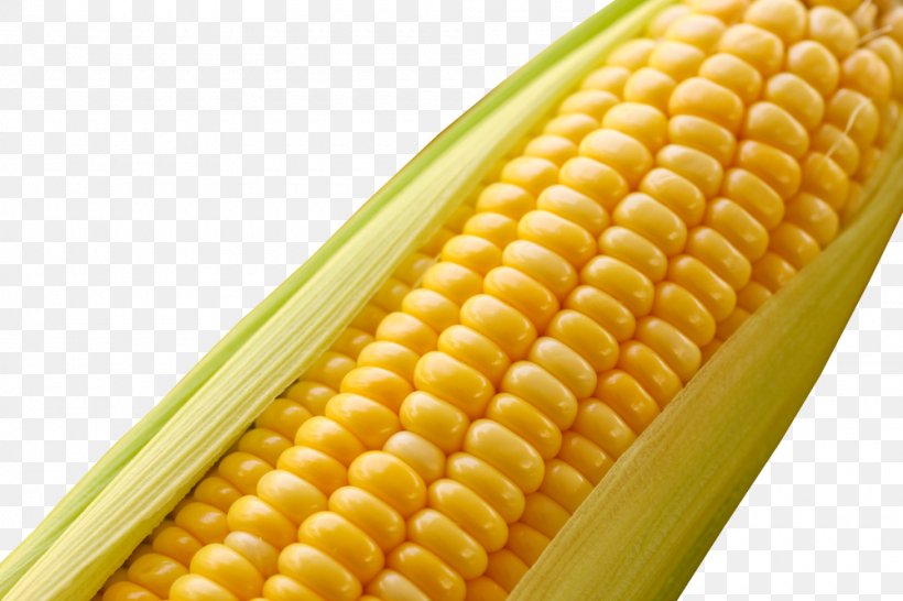 Maize Genetically Modified Food Cereal Genetically Modified Organism Agriculture, PNG, 1000x667px, Maize, Agriculture, Cereal, Commodity, Corn Kernels Download Free