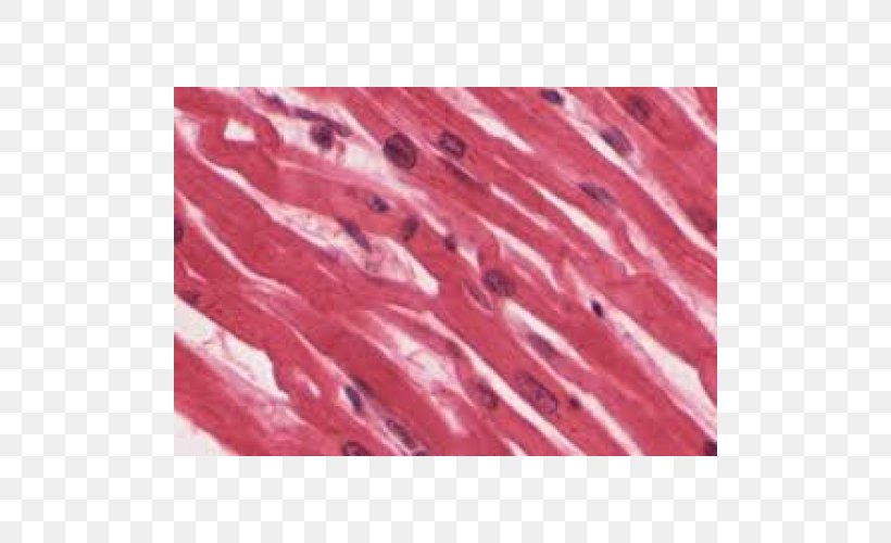 Muscle Tissue Skeletal Muscle Cardiac Muscle Myocyte, PNG, 500x500px, Muscle Tissue, Anatomy, Cardiac Muscle, Cell, Connective Tissue Download Free