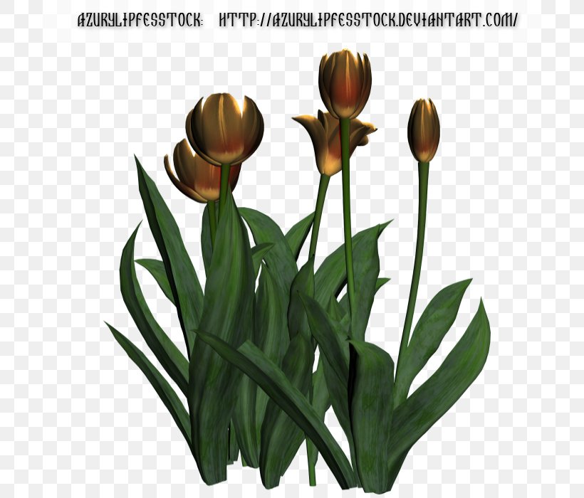 Tulip Flowerpot Plant Stem, PNG, 700x700px, Tulip, Flower, Flowering Plant, Flowerpot, Plant Download Free