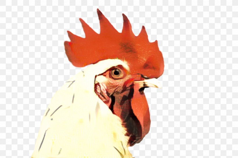 Chicken Cartoon, PNG, 1123x750px, Rooster, Beak, Bird, Chicken, Comb Download Free