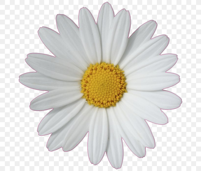 Common Daisy Flower Clip Art, PNG, 682x700px, Common Daisy, Aster, Bmp File Format, Chamomile, Chrysanths Download Free