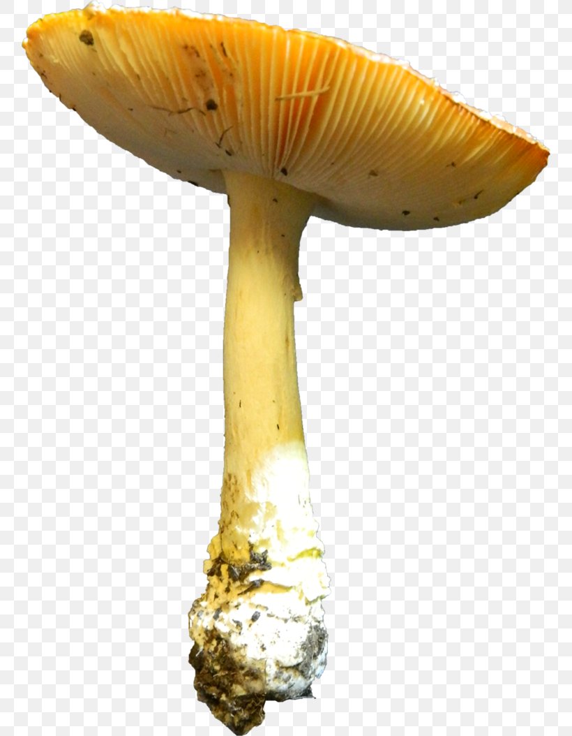 Edible Mushroom Agaricaceae Medicinal Fungi Medicine, PNG, 758x1054px, Edible Mushroom, Agaricaceae, Ingredient, Medicinal Fungi, Medicinal Mushroom Download Free