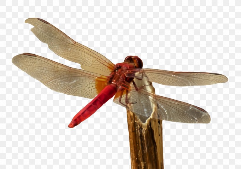Insect Dragonflies And Damseflies Dragonfly Net-winged Insects Pest, PNG, 2388x1676px, Insect, Damselfly, Dragonflies And Damseflies, Dragonfly, Membranewinged Insect Download Free