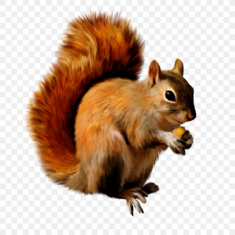 Scrat Squirrel Clip Art, PNG, 1000x1000px, Scrat, Chipmunk, Fauna, Fox Squirrel, Fur Download Free