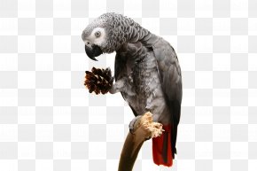 Parrot - Yellow-collared Lovebird Parrot Rosy-faced Lovebird Reptile PNG