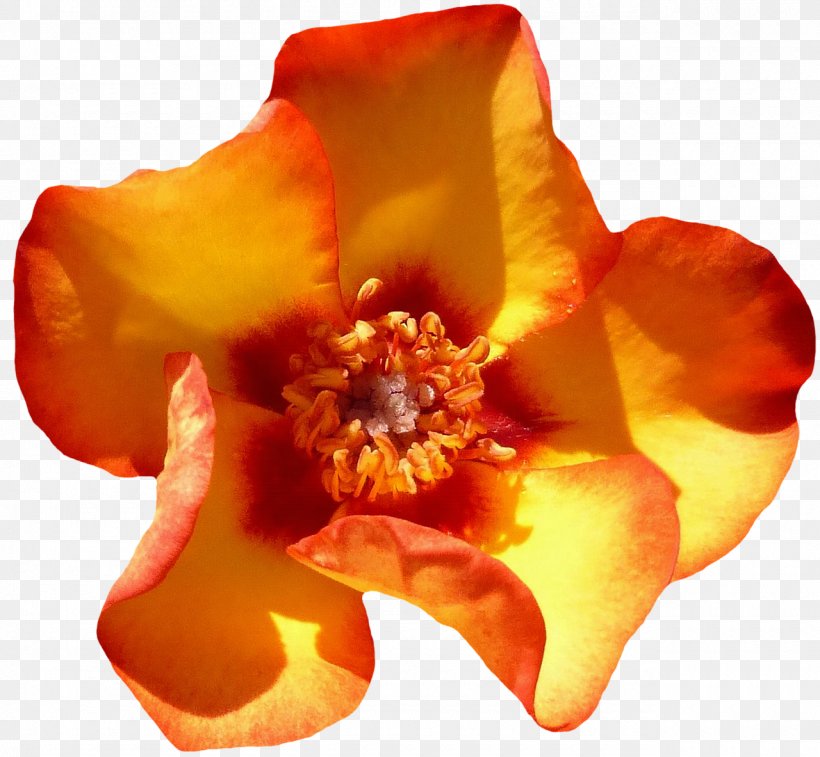 Beach Rose Flower Orange Petal Blossom, PNG, 1280x1183px, Beach Rose, Blossom, Bud, Floribunda, Flower Download Free