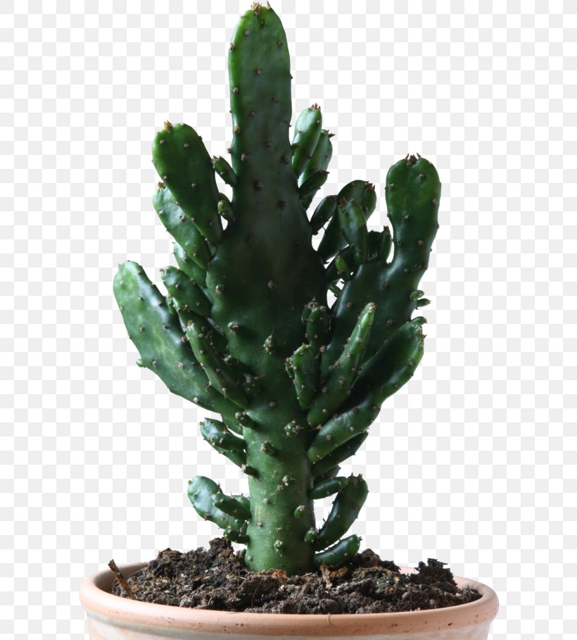 Cactos/Cactus Cactaceae Succulent Plant Prickly Pear, PNG, 600x909px, Cactoscactus, Acanthocereus Tetragonus, Barbary Fig, Cactaceae, Cactus Download Free