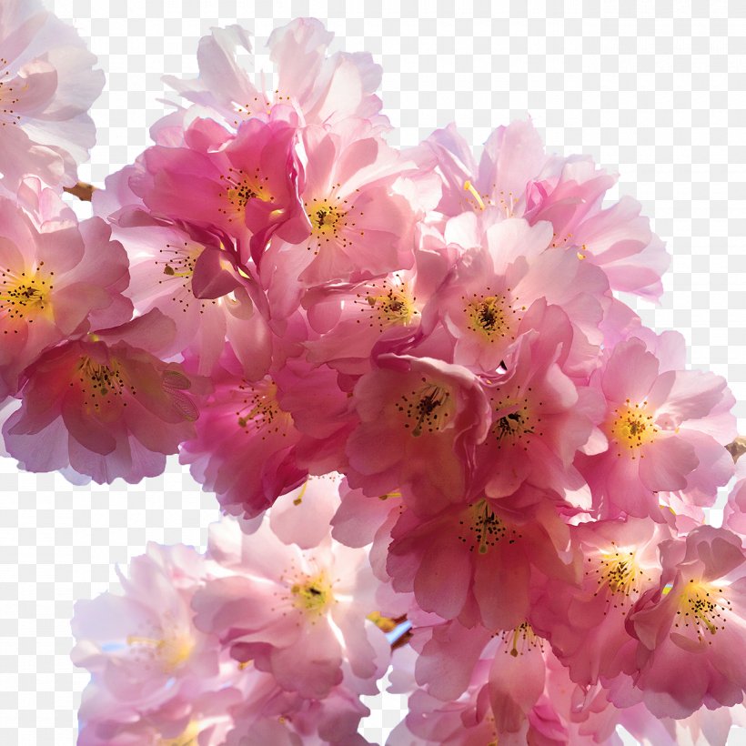 Flower Cherry Blossom Cerasus Rose, PNG, 1300x1300px, Flower, Blossom, Branch, Cerasus, Cherry Blossom Download Free