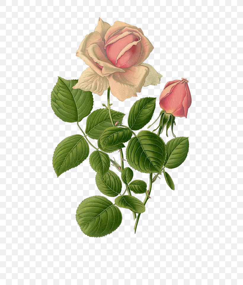 Garden Roses, PNG, 616x960px, Flower, Bud, China Rose, Cut Flowers, Floribunda Download Free