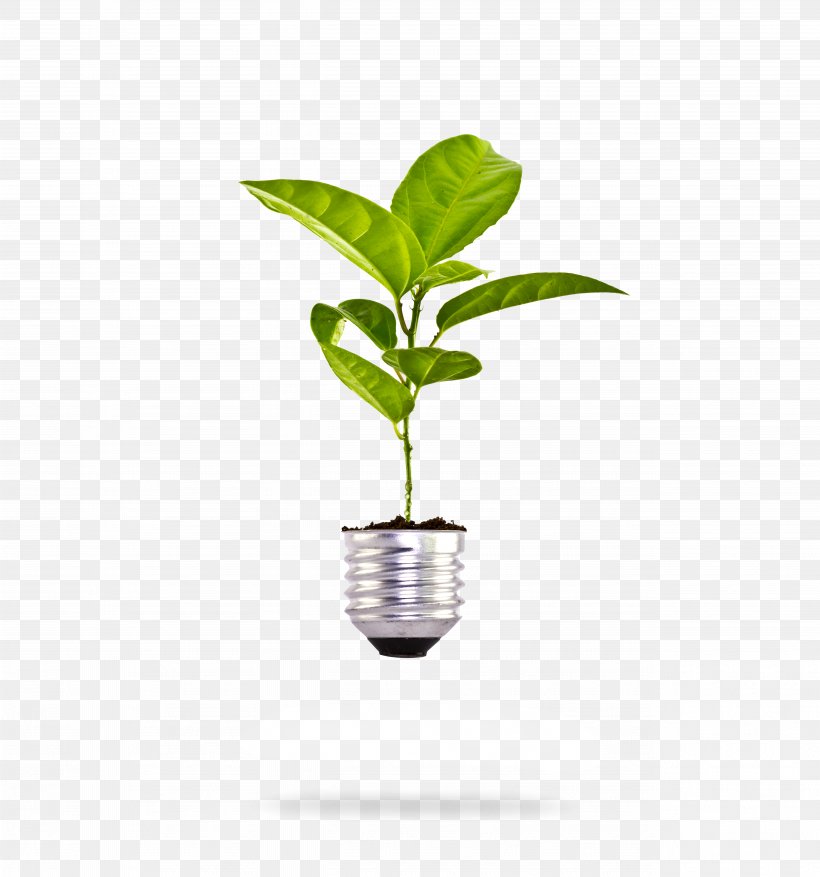 Incandescent Light Bulb Plant Stock Photography, PNG, 5124x5485px, Light, Bulb, Ecology, Environment, Flowerpot Download Free