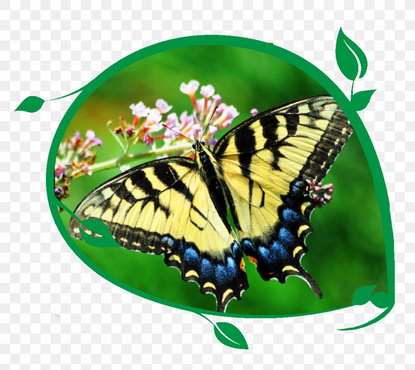 Butterfly Pavilion YouTube Butterfly House Learning, PNG, 1048x936px, Butterfly, Animal, Arthropod, Biological Life Cycle, Brush Footed Butterfly Download Free