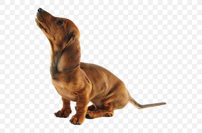 Dachshund Puppy Dog Breed Companion Dog Snout, PNG, 538x538px, Dachshund, Breed, Carnivoran, Companion Dog, Dog Download Free