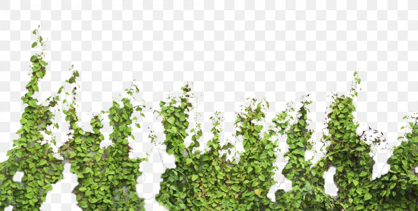 Tree Parthenocissus Tricuspidata, PNG, 1000x507px, Tree, Grass, Green, Green Wall, Ivy Download Free