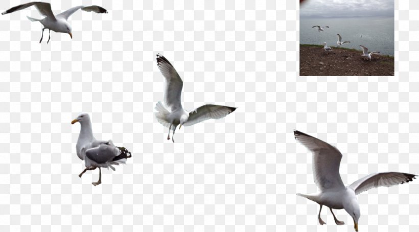 Water Bird Bird Migration Animal Migration Goose, PNG, 1024x567px, Bird, Anatidae, Animal Migration, Beak, Bird Migration Download Free