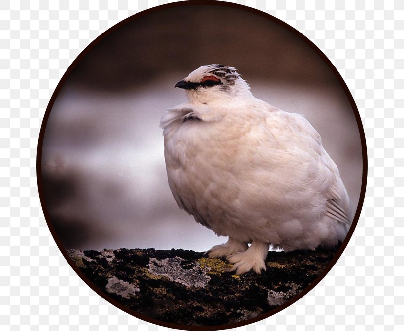 Bird Rock Ptarmigan Alps Willow Ptarmigan Partridge, PNG, 672x672px, Bird, Alps, Animal, Beak, Bird Nest Download Free