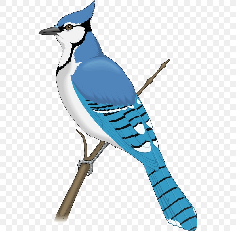 Blue Jay Clip Art, PNG, 553x800px, Blue Jay, Art, Beak, Bird, Blog Download Free