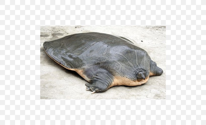 Cantor's Giant Softshell Turtle Suzhou Zoo Yangtze Giant Softshell Turtle Indian Narrow-headed Softshell Turtle, PNG, 500x500px, Turtle, Chelydridae, Chinese Softshell Turtle, Chitra, Common Snapping Turtle Download Free