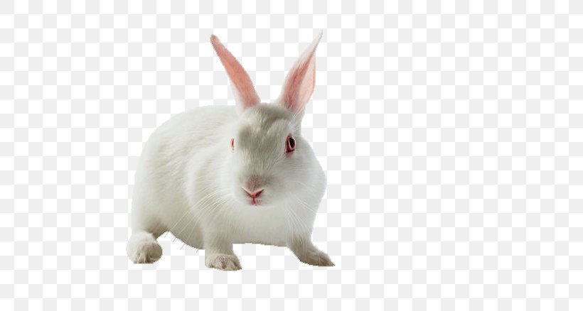 Domestic Rabbit Hare Moon Rabbit, PNG, 700x438px, Domestic Rabbit, Art, Hare, Mammal, Midautumn Festival Download Free