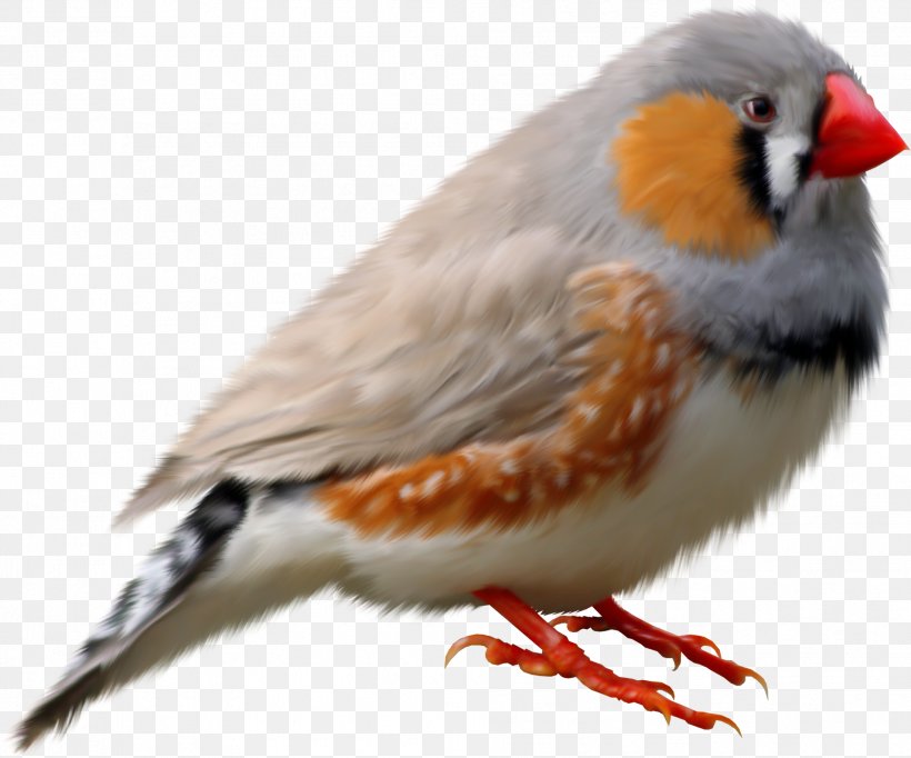 European Robin Bird Zebra Finch Clip Art, PNG, 1907x1587px, European Robin, Beak, Bird, Bird Flight, Carduelis Download Free