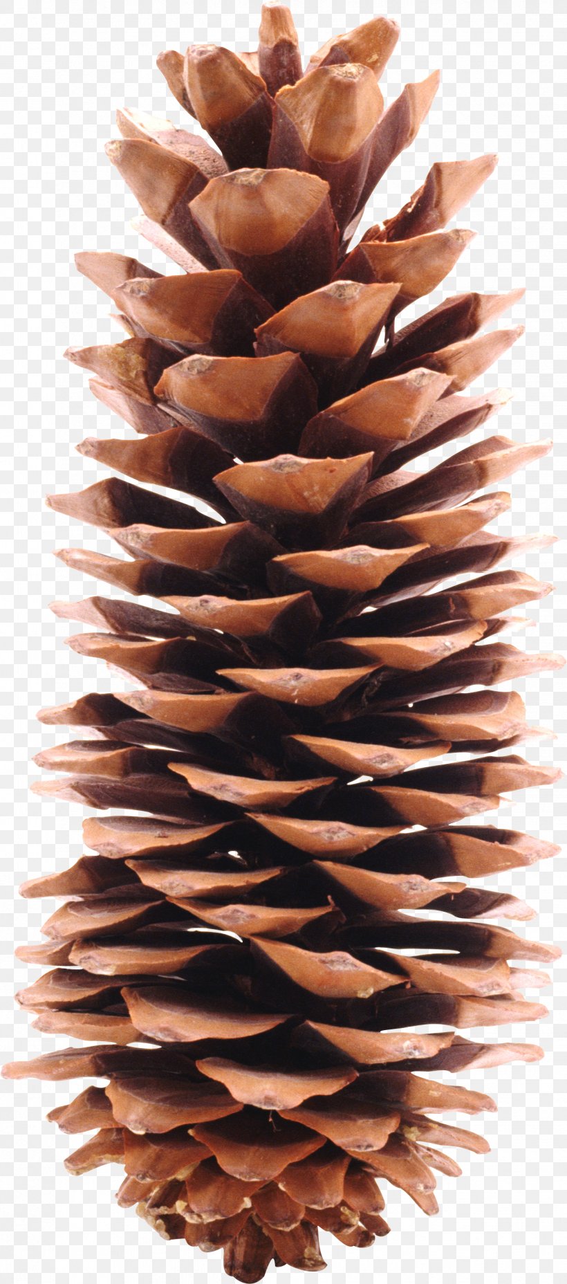 Grand Theft Auto V Conifer Cone Coub Website YouTube, PNG, 1327x3004px, Pine, Conifer Cone, Conifers, Digital Image, Knobcone Pine Download Free