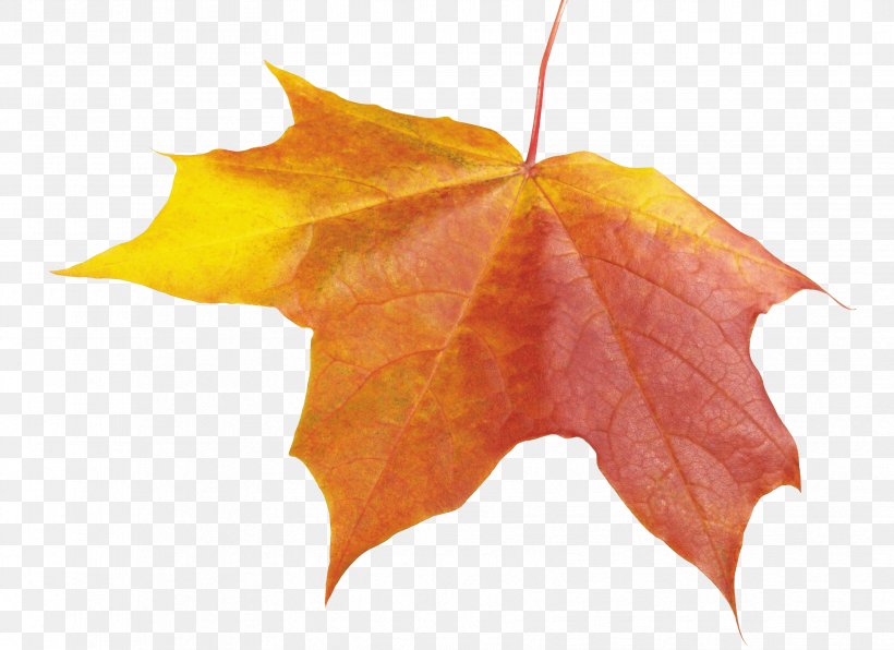 Maple Leaf Autumn Leaf Color, PNG, 3311x2409px, Leaf, Autumn, Collage, Maple, Maple Leaf Download Free