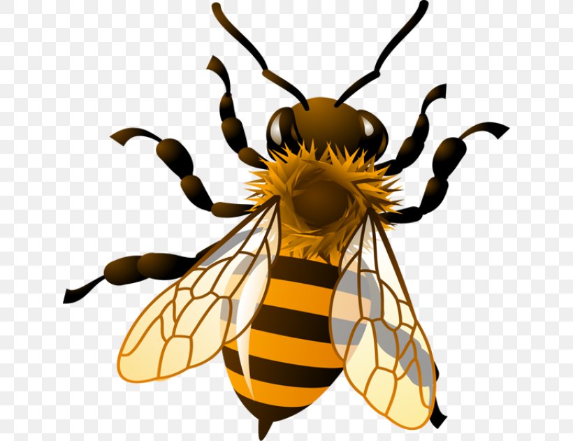 Western Honey Bee Bumblebee Royalty-free Clip Art, PNG, 640x631px, Western Honey Bee, Arthropod, Bee, Beehive, Bumblebee Download Free