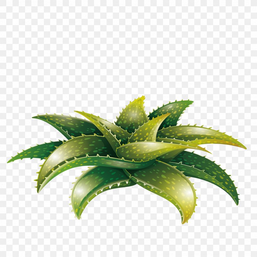 Aloe Vera Conifer Cone Plant, PNG, 1600x1600px, Aloe Vera, Aloe, Artworks, Conifer Cone, Leaf Download Free
