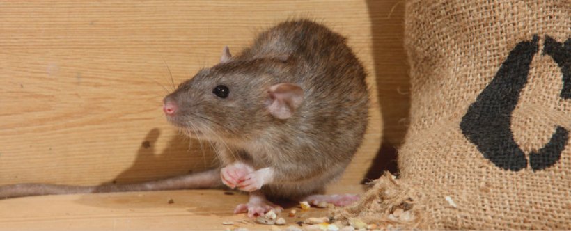 Brown Rat Black Rat Rodent Ricefield Rat Australian Swamp Rat, PNG, 1682x682px, Brown Rat, Australian Swamp Rat, Black Rat, Degu, Dormouse Download Free