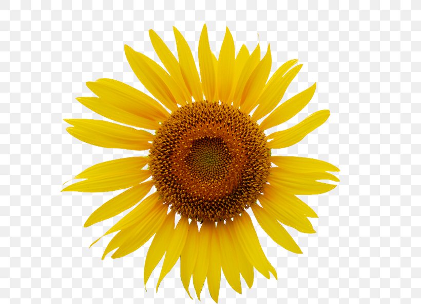 Common Sunflower Royalty-free Clip Art, PNG, 591x591px, Common Sunflower, Close Up, Daisy Family, Drawing, Flower Download Free
