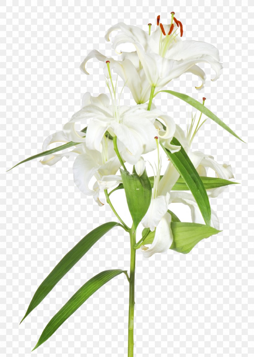 Easter Lily Floral Design Cut Flowers, PNG, 1169x1642px, Easter Lily, Branch, Cut Flowers, Easter, Eastertide Download Free