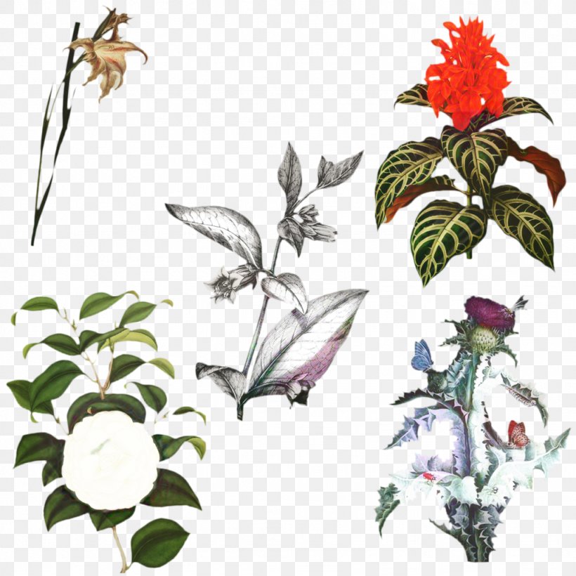 Floral Flower Background, PNG, 1024x1024px, Butterfly, Branch, Flora, Floral Design, Flower Download Free