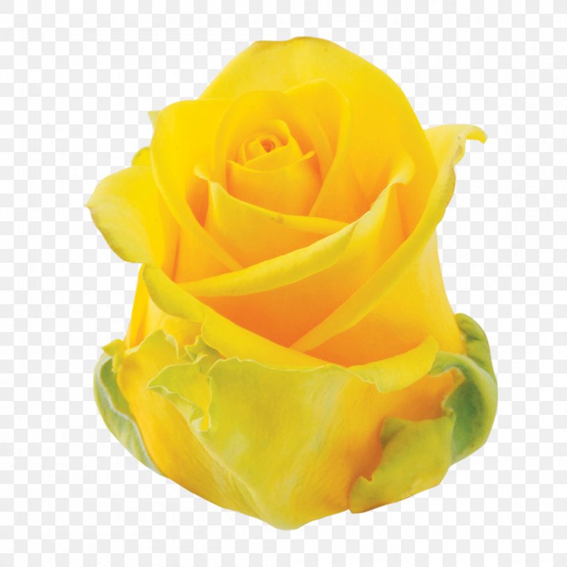 Garden Roses Cut Flowers Petal, PNG, 1000x1000px, Garden Roses, Cut Flowers, Flower, Garden, Orange Download Free