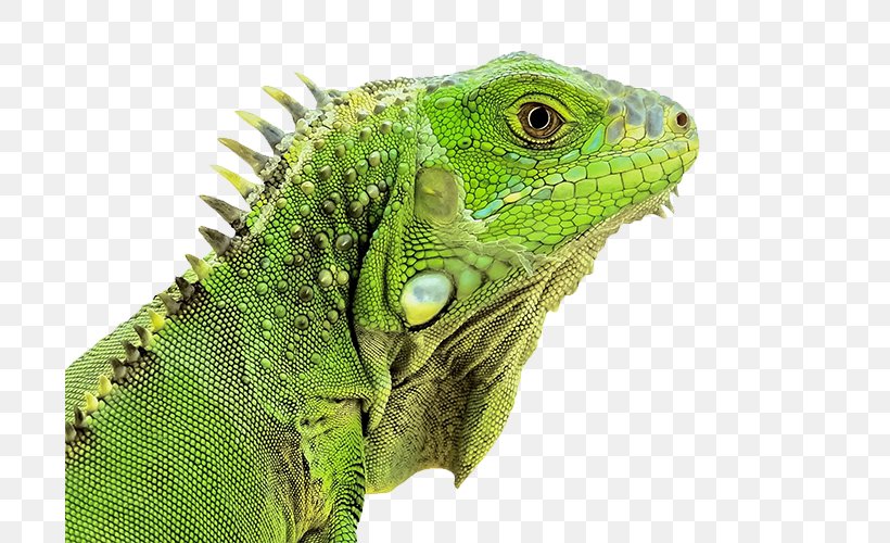 Green Iguana Reptile Lizard Chameleons Snake, PNG, 700x500px, Green Iguana, Australian Water Dragon, Chameleon, Chameleons, Chinese Water Dragon Download Free