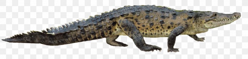 Nile Crocodile Gharial American Alligator, PNG, 1066x254px, Crocodile, Alligator, Alligators, American Alligator, Animal Figure Download Free