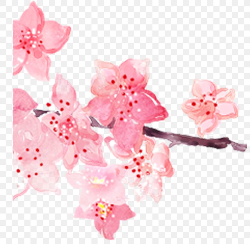 Pink Cherry Blossom Watercolor Painting, PNG, 800x800px, Pink, Blossom, Cerasus, Cherry Blossom, Cut Flowers Download Free