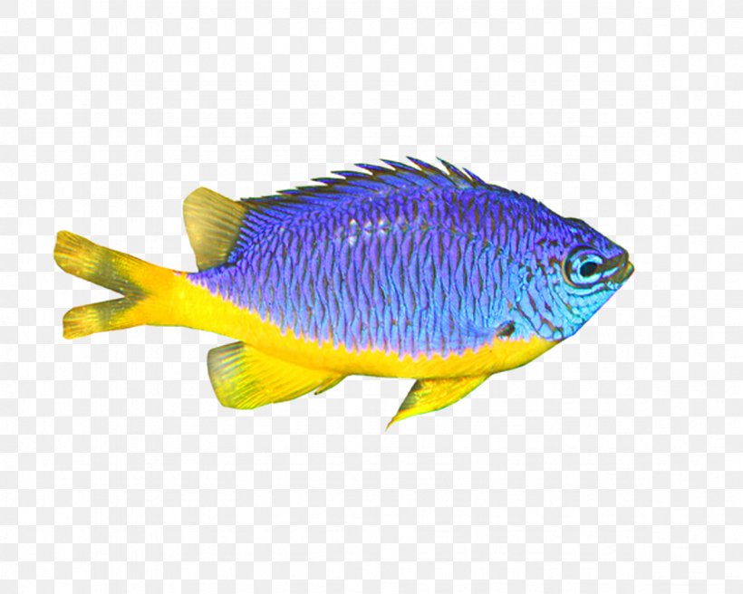 Download, PNG, 1181x945px, Fish, Blue, Computer Graphics, Computer Network, Organism Download Free