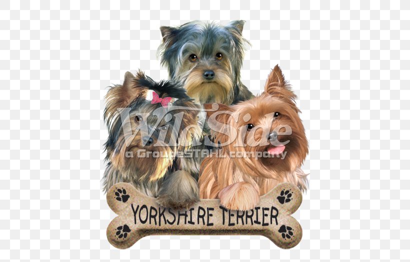 Yorkshire Terrier Australian Silky Terrier Australian Terrier Morkie Cairn Terrier, PNG, 525x525px, Yorkshire Terrier, Animal, Australian Silky Terrier, Australian Terrier, Biewer Terrier Download Free