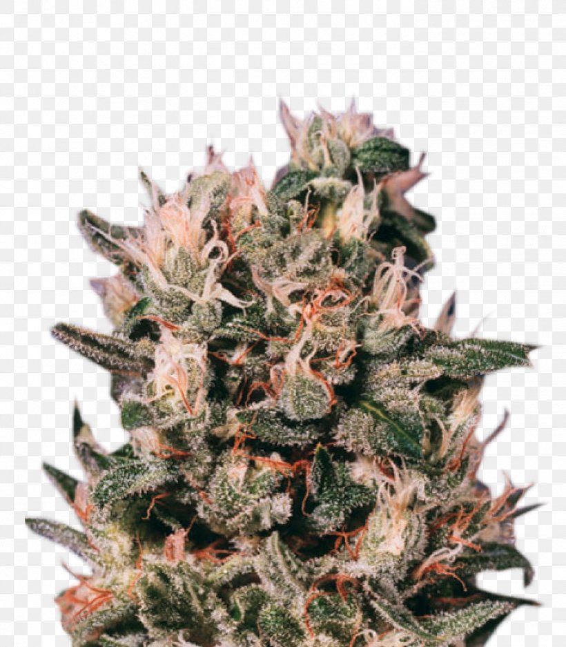 Euphoria Cannabis Skunk Seed Bank, PNG, 1399x1600px, Euphoria, Autoflowering Cannabis, Cannabis, Cannabis Cultivation, Cannabis Sativa Download Free