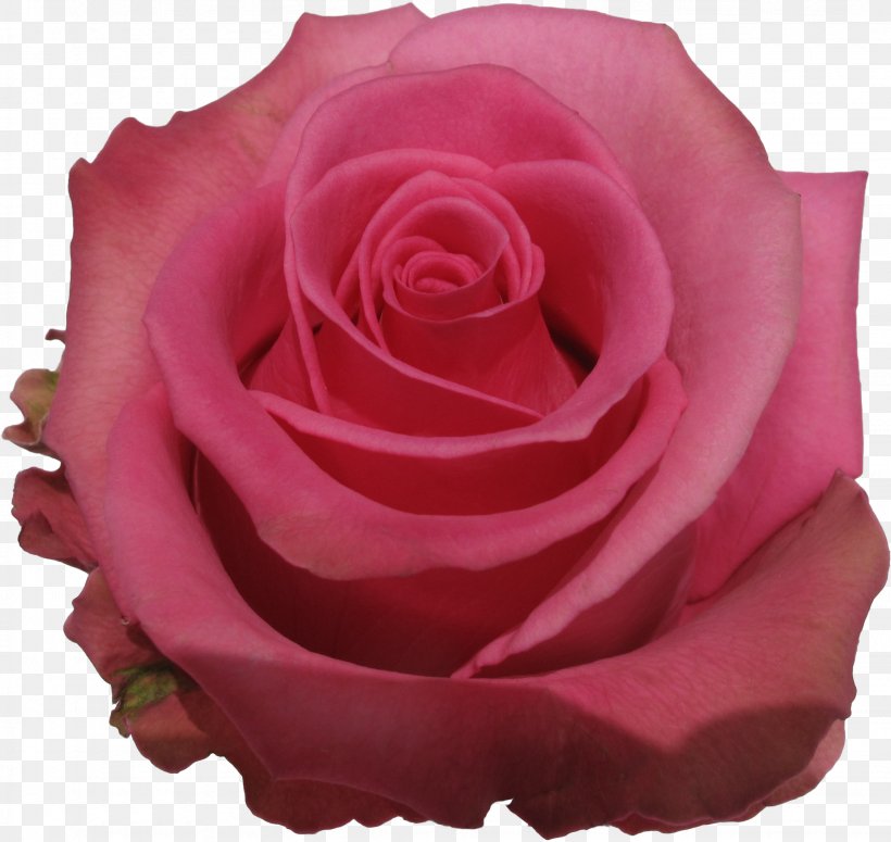 Garden Roses, PNG, 2251x2129px, Rose, Floribunda, Flower, Garden Roses, Hybrid Tea Rose Download Free